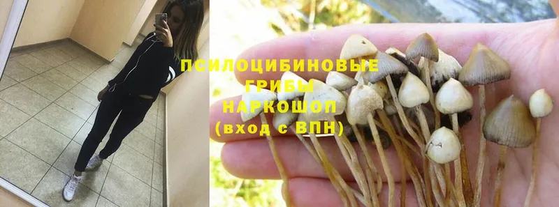 маркетплейс клад  Бологое  Псилоцибиновые грибы Cubensis  hydra онион 